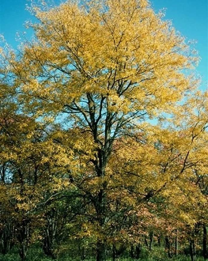 Creative Architectural Plant Selections