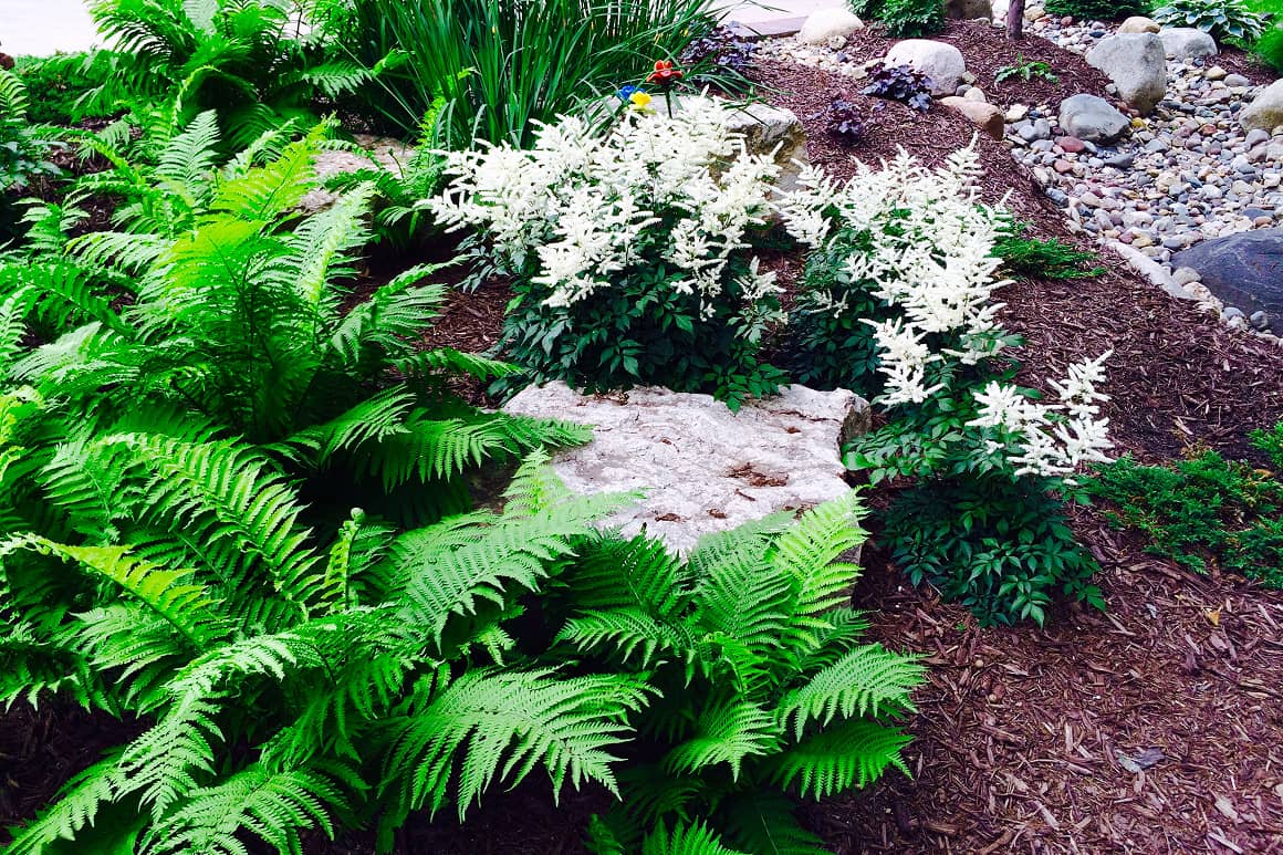 Landscape Planting 147