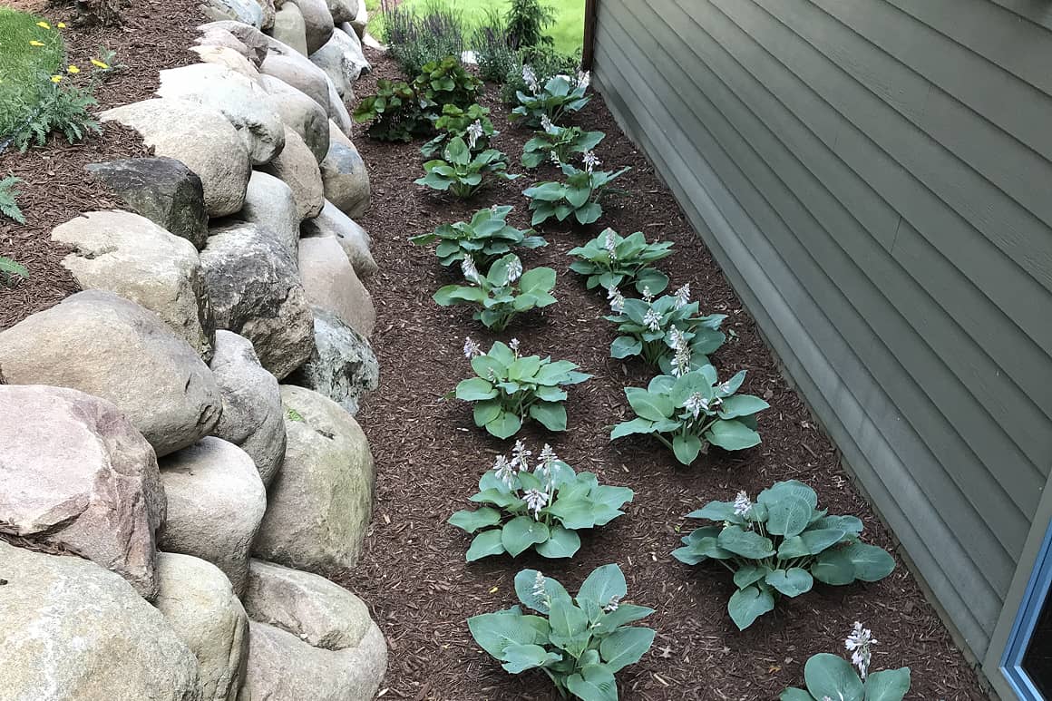 Landscape Planting 117