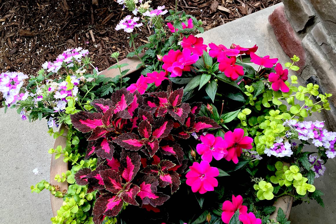 Landscape Planting 138