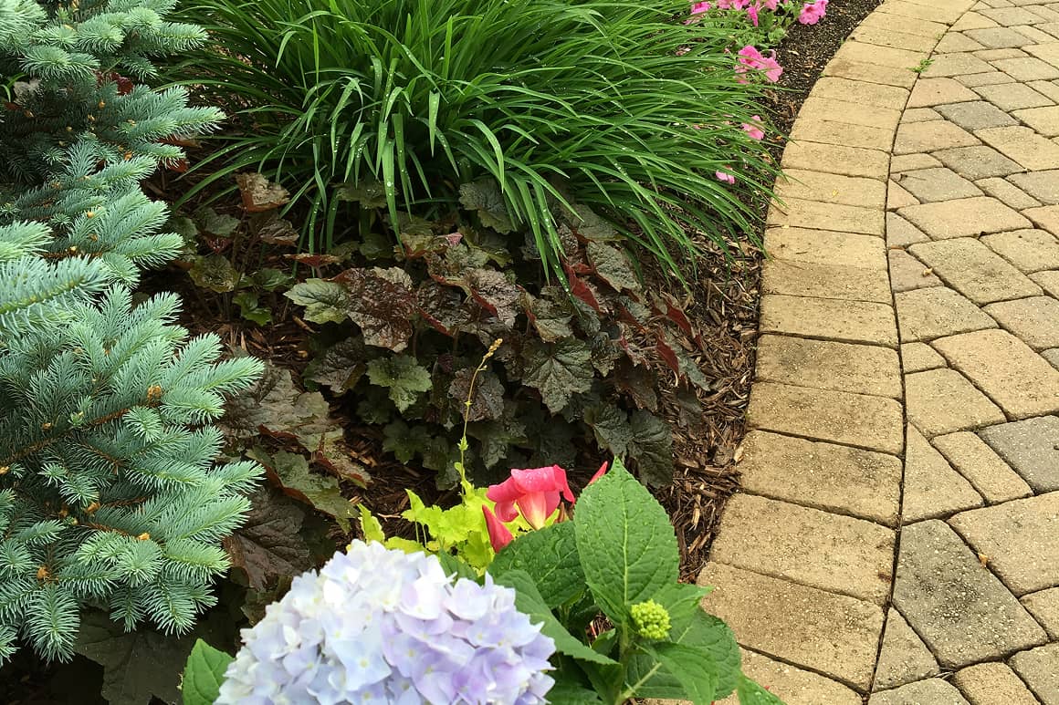 Landscape Planting 128