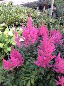 Perennials - Astilbe