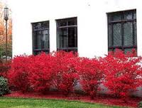 Deciduous Shrub #7 - Compact Burning Bush