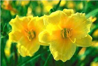 Perennials - Daylily