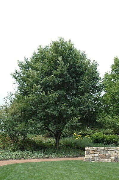 Deciduous Shade Tree - Elm