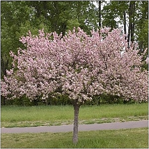 Ornamental Tree - Flowering Crabapple