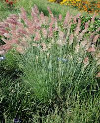 Perennials - Grasses