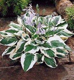 Perennials - Hosta