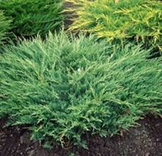 Evergreen Shrub - Juniper