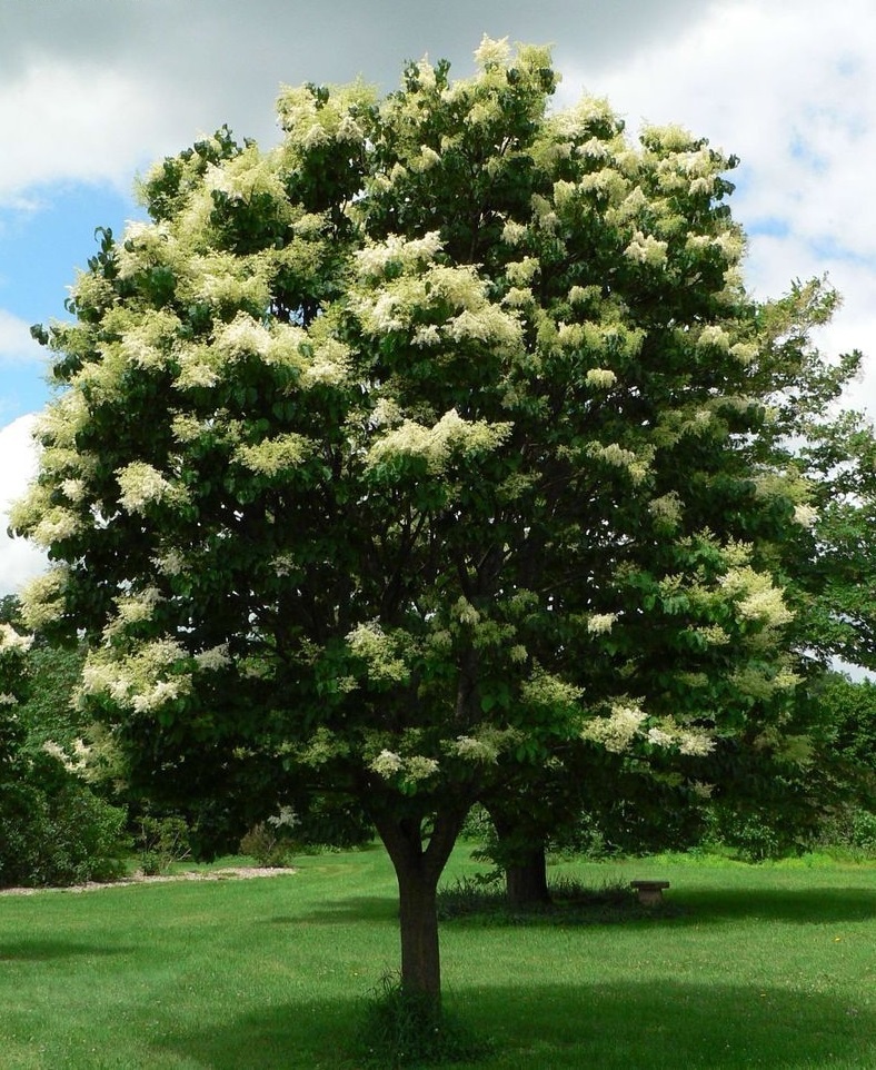 Ornamental Tree - Lilac