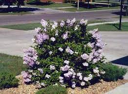 Deciduous Shrub #7 - Lilac Shrub