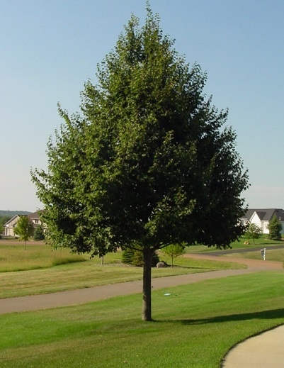 Deciduous Shade Tree - Linden