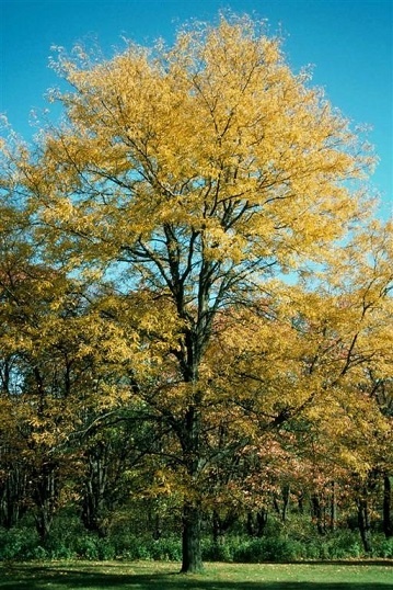 Deciduous Shade Tree - Locust