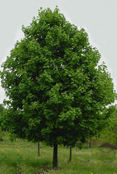 Deciduous Shade Tree - Maple