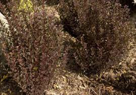 Deciduous Shrub #7 - Ninebark