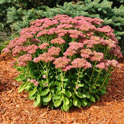 Perennials - Sedum