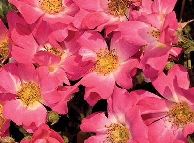 Deciduous Shrub #3/#5 - Shrub Rose