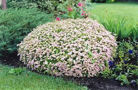 Deciduous Shrub #3/#5 - Spirea