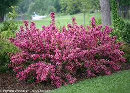 Deciduous Shrub #7 - Weigela