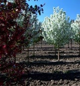 Minnesota Nursery Stock from Heins Nursery.